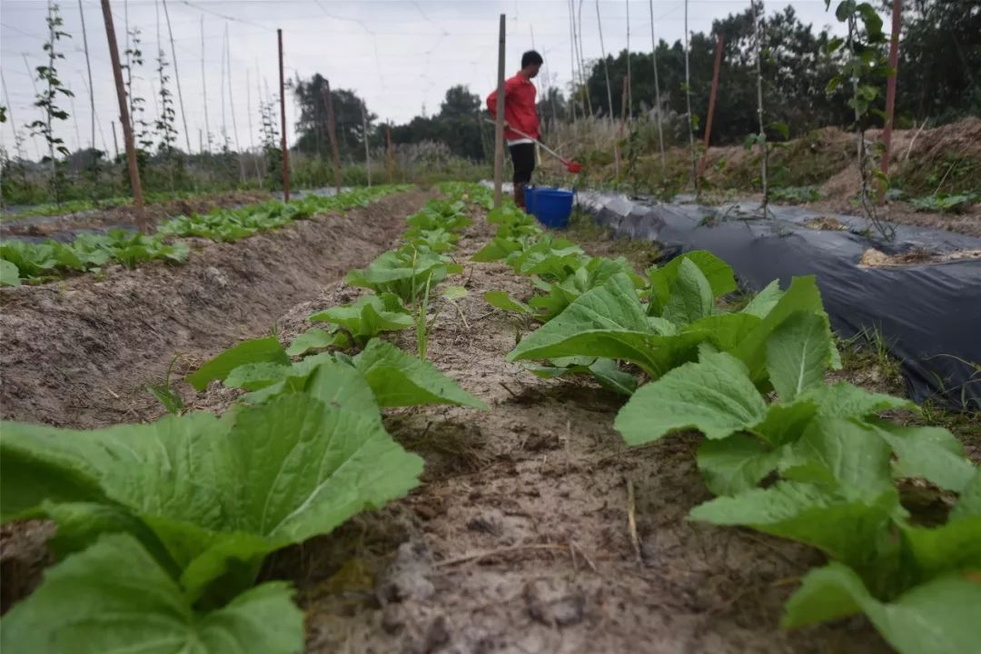 癌症患者申请扶贫政策申请书,一个癌症患者的自愈之路