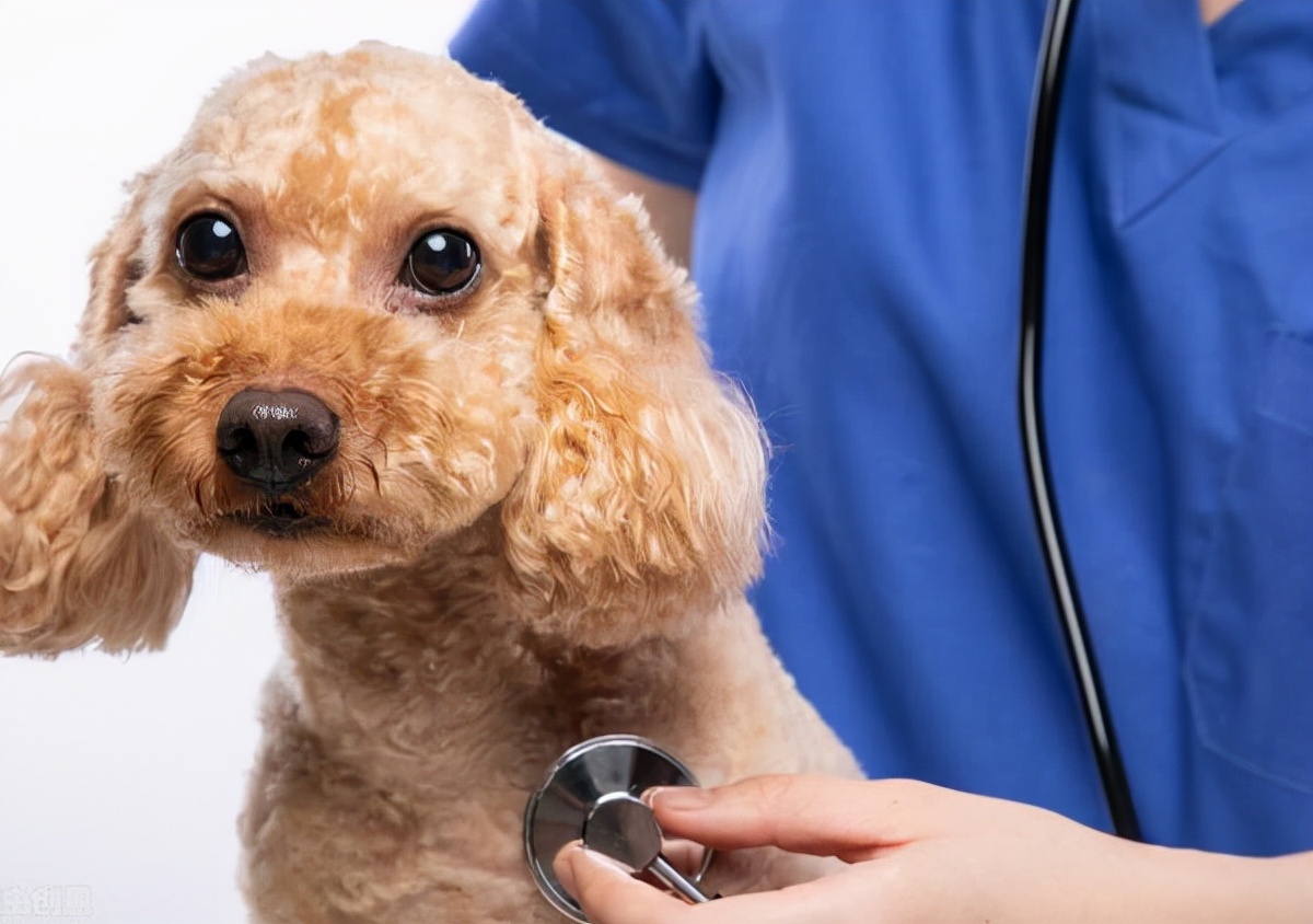 天冷了,饲养泰迪犬,主人要做好这几点