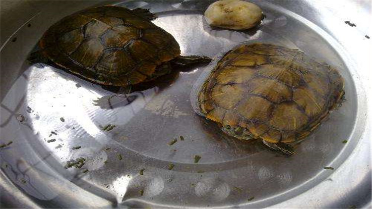 乌龟可以多久不进食,新买回来的乌龟不进食怎么办