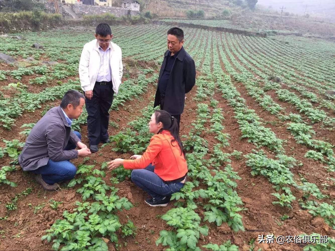 四月十二下雨谚语,四月十二的农谚