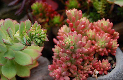 多肉长大长肥还不上色怎么办,多肉怎么长得又快又肥