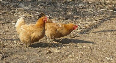 氨丙啉治疗鸡球虫需要集中用药么,鸡得了球虫有什么症状