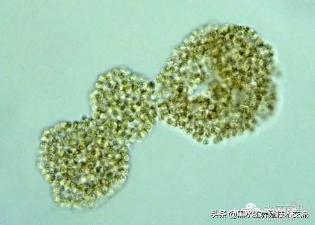 水产藻类大全图片,水产藻类知识大全