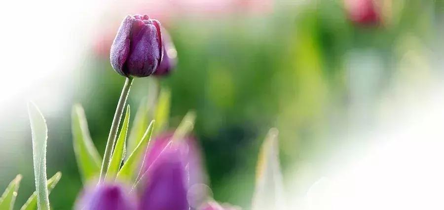 婚恋关系中的家庭氛围,你们的婚姻伴侣忠诚度有多高