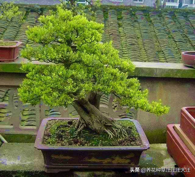 黄杨树耐热耐寒吗,珍珠黄杨的盆景造型