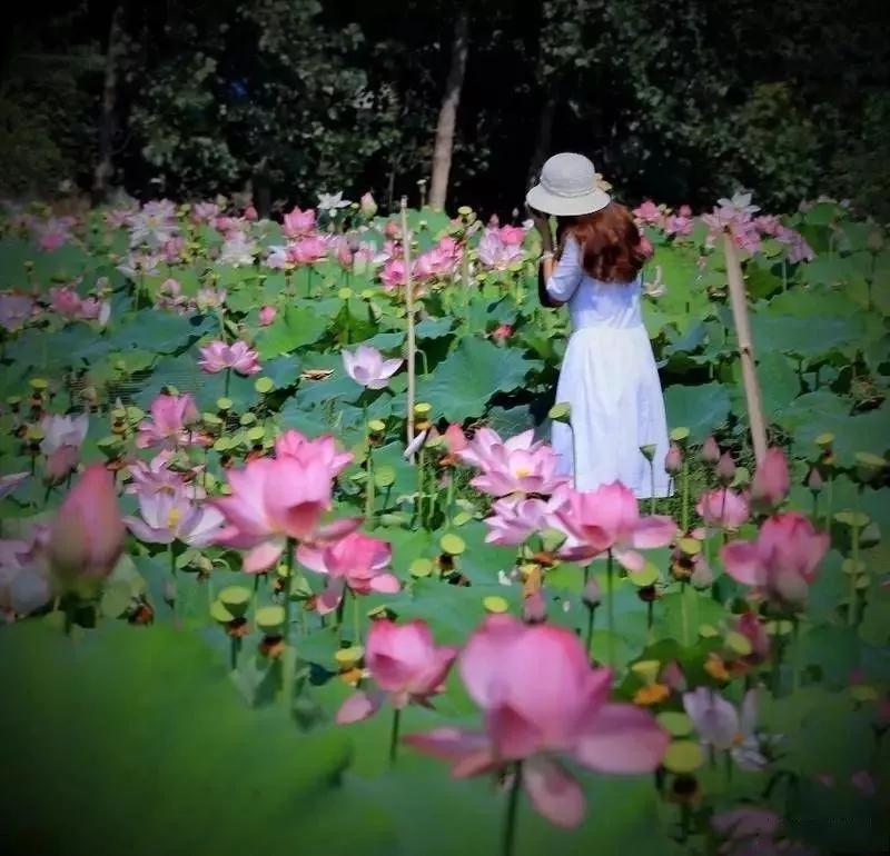 李子柒令人向往的世外桃源生活,李子柒记录的简单淳朴的田园生活