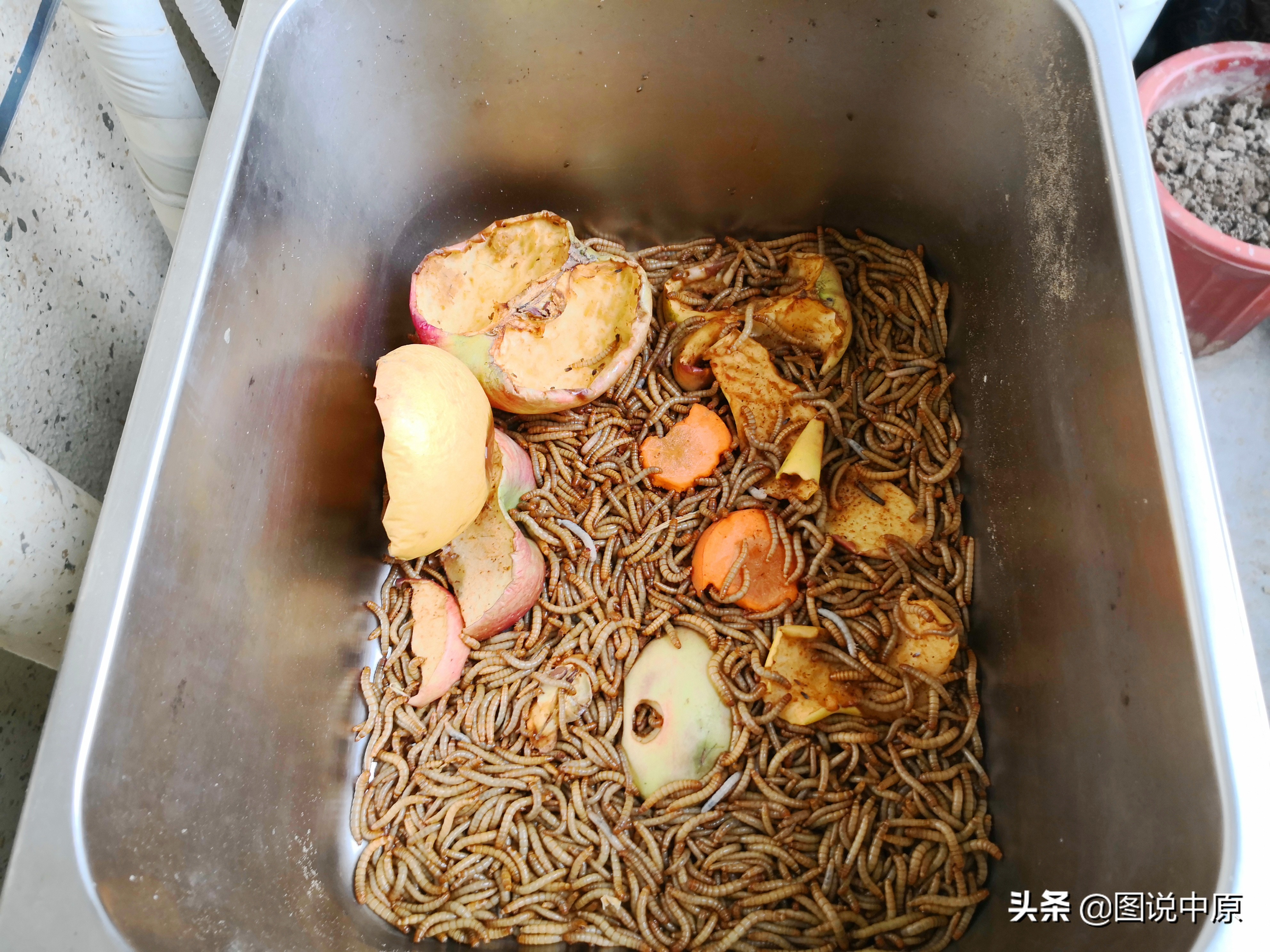 鹩哥飞走了怎么能让它回家呢,鹩哥飞走了认路回来吗