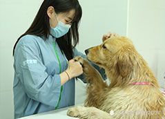 泉州开宠物店要投资多少,投资宠物店能赚到钱吗