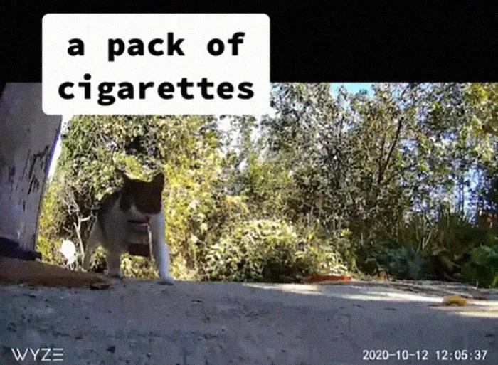 国外中国人遇到中华田园猫,中华田园猫在海外保护主人