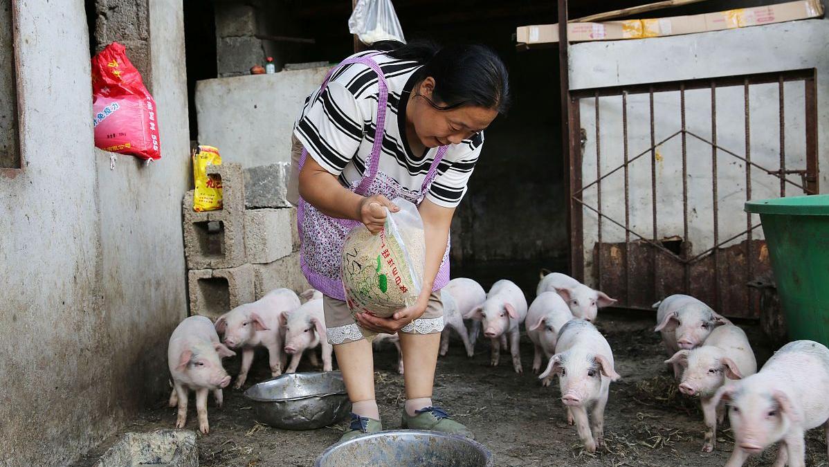 猪价上涨一毛后市如何,猪价上涨养猪盈利