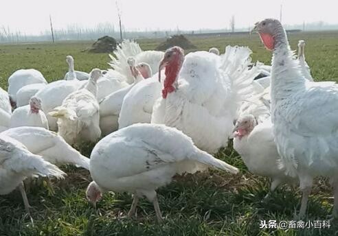 火鸡和普通的鸡,火鸡养10只一年利润多少