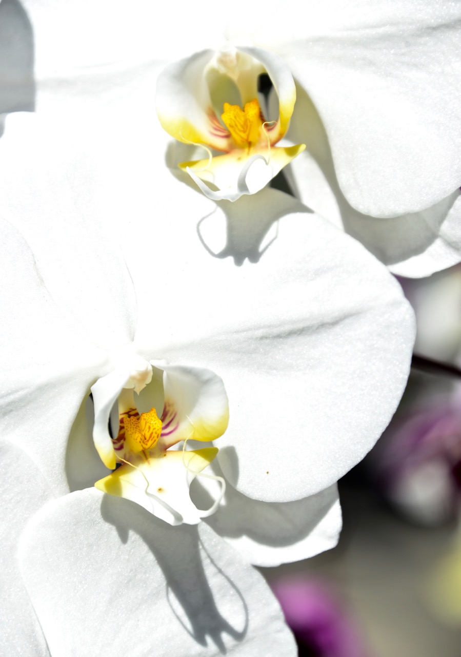 踏月赏花风景图片,十月桂花风景图片大全