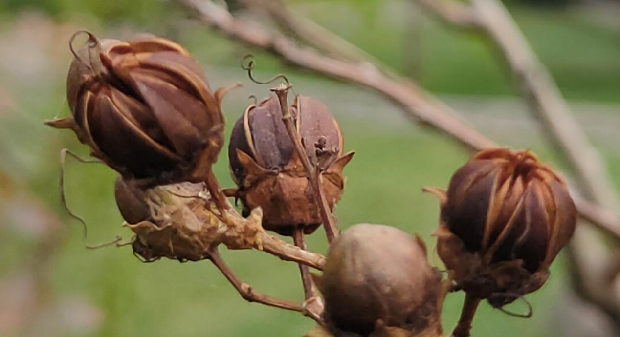 oppok5玩新版和平精英评测视频,oppok5测评拍照