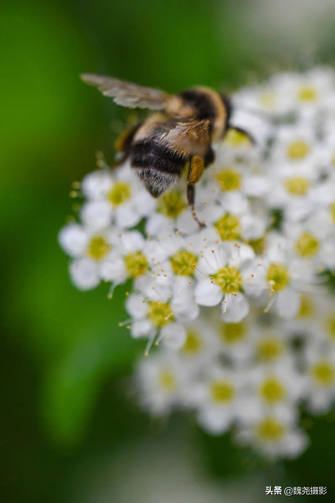 各个季节的野生兰花,北京百花山野生兰花图片