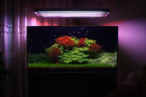 草缸有必要用专业的灯吗,草缸用普通的led灯可以吗