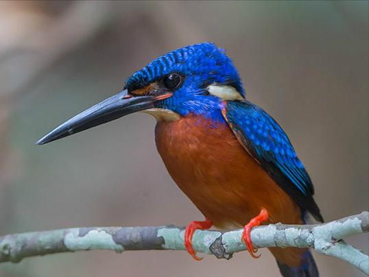东江揽胜,惠州淡水常见鸟类图谱