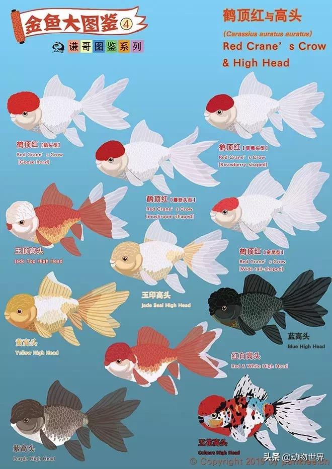 金鱼大体型的品种,金鱼品种介绍之龙睛高头