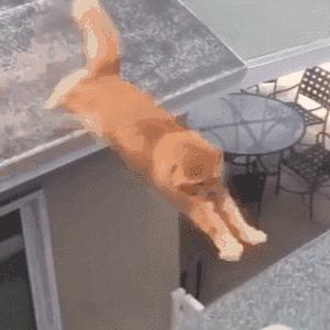 猫圈总结,猫圈玄学刚出生的猫