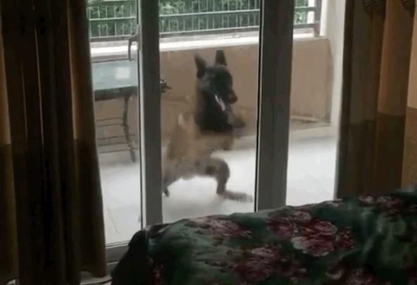 狗狗在家就能遛不能出去遛,几个月的狗狗可以在冬天遛狗