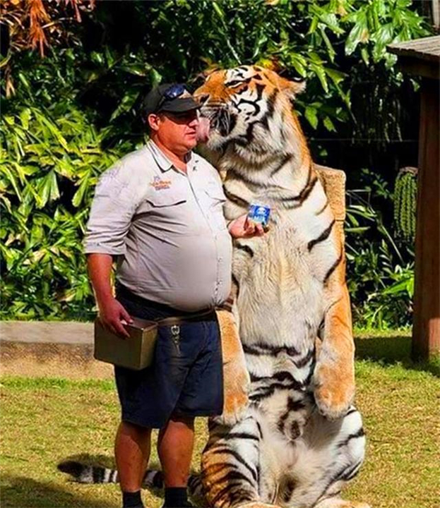 任何猫后颈被抓住猫都无法动弹吗,抓猫的后颈为什么猫不反抗