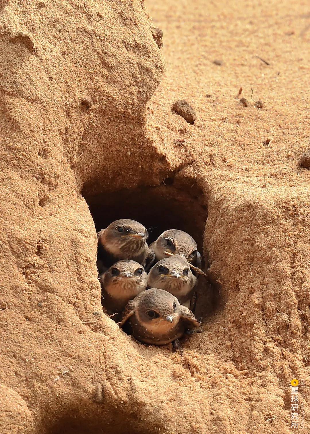 林草领域知识图谱,林草科普专业术语