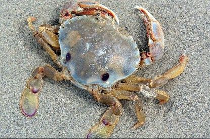 澳大利亚螃蟹哪里最好,澳大利亚黄金海岸抓螃蟹的地方