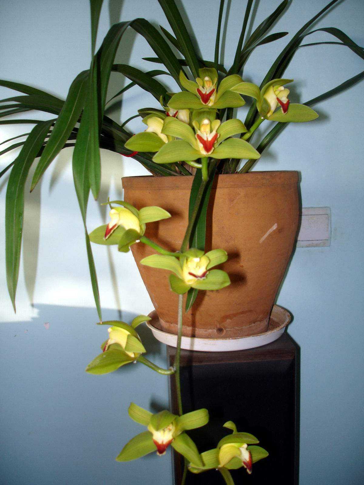 碧玉植物大概养殖方法,一叶兰碧玉兰怎样繁殖最快