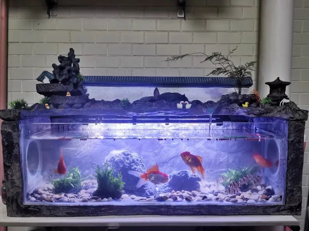 绿萝忘浇水黄叶怎么治疗让它变绿,绿萝文竹总发黄1招让它绿油油