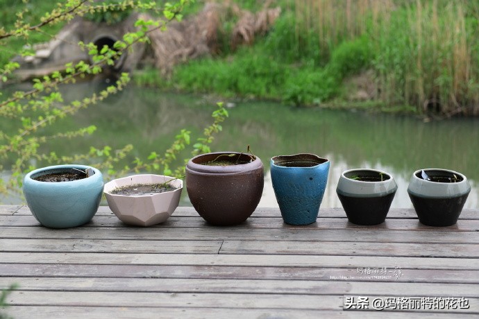 我的碗莲种子,碗莲的种植方法新手必看