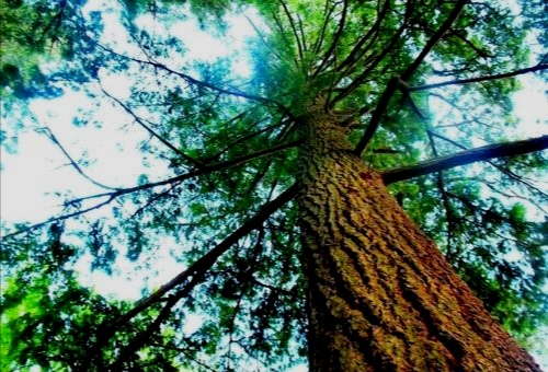 有多风光就有多凄惨：丧钟里的八旗子弟