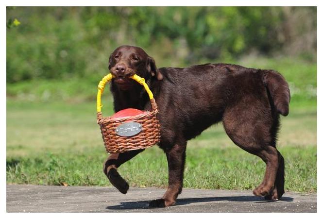 黑色拉布拉多2个月幼犬如何挑选,如何挑选最好的幼犬
