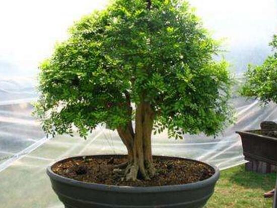 九里香烂根掉叶,九里香烂根