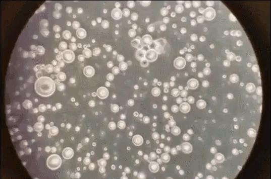 一张图读懂母乳和奶粉的区别,喂母乳和奶粉的宝宝有什么区别