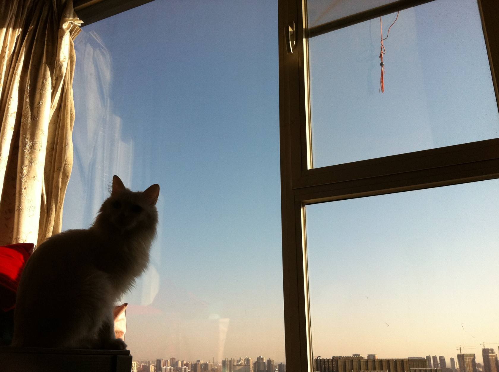 高层养猫必须要装纱窗吗,高层养猫关笼子