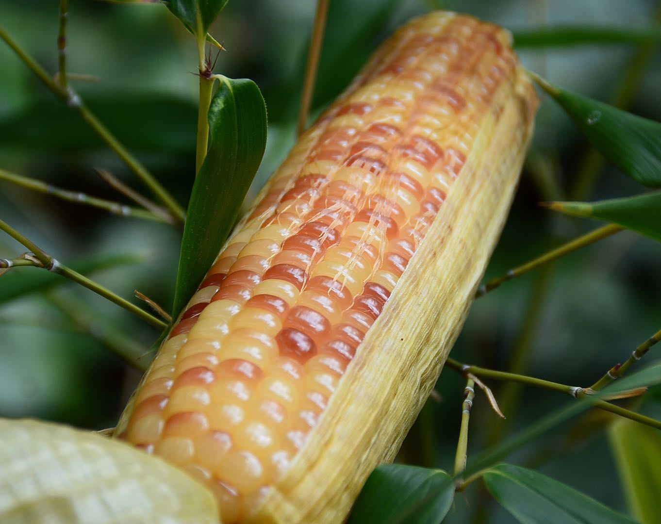 西双版纳香糯小玉米非转基因,云南西双版纳香糯小玉米