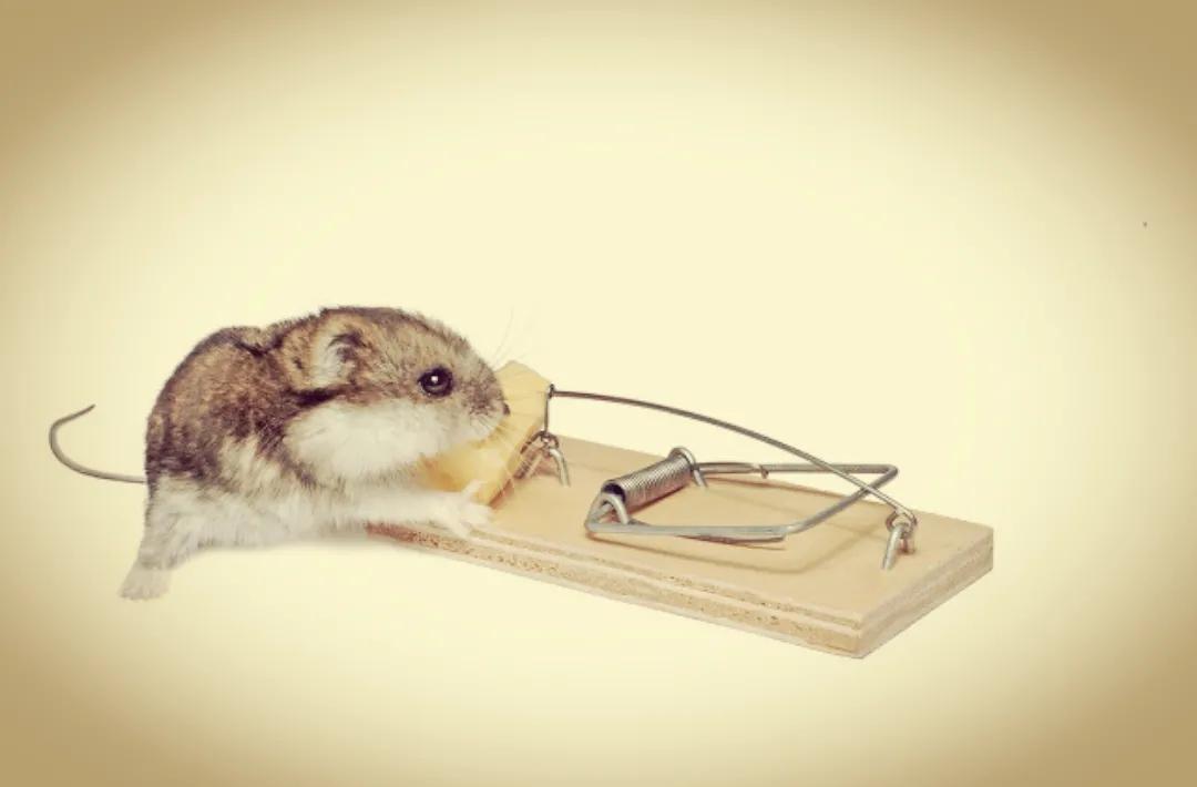 如何捕捉家里的老鼠小技巧,家里老鼠太多了捕鼠技巧