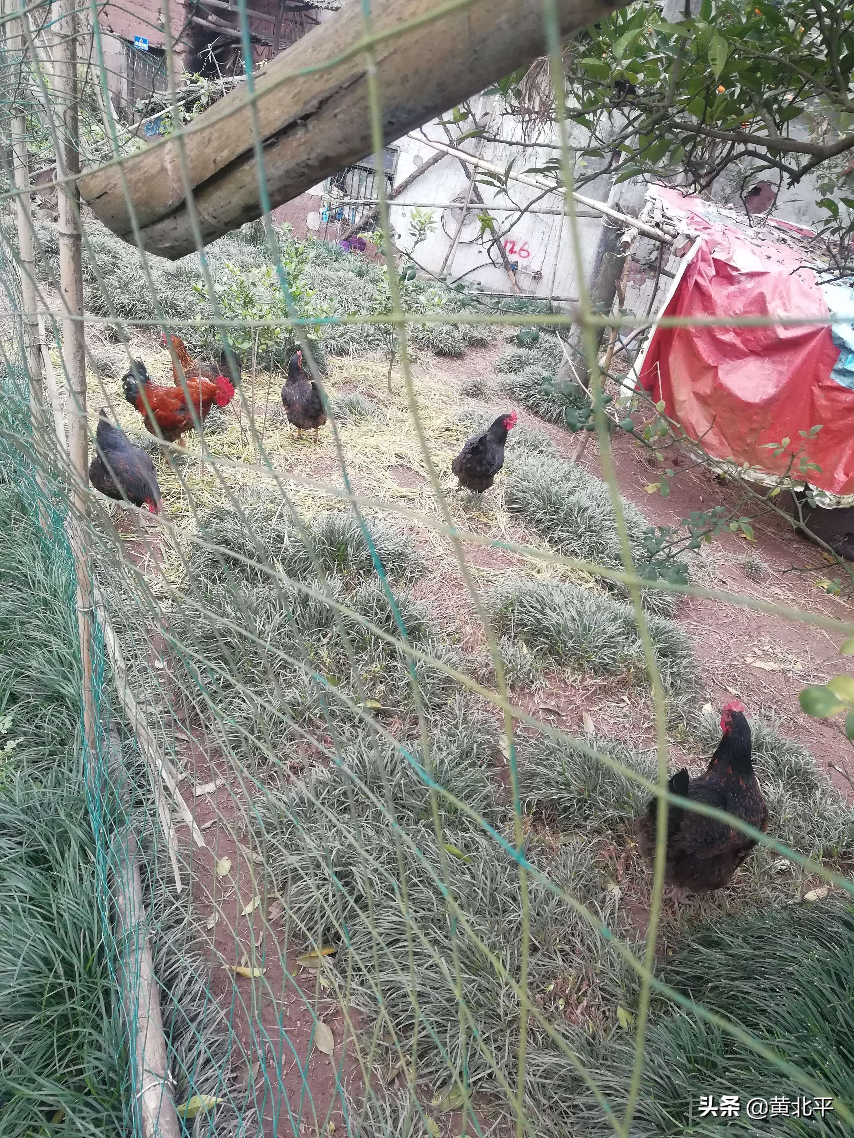 唐家大院唐家是怎么没落的,重庆唐家院子来历