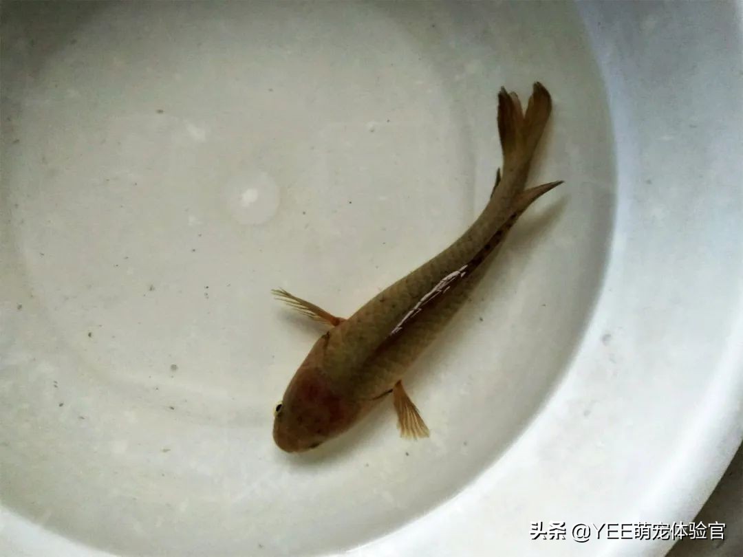 攀鲈爱吃什么东西,攀鲈最喜欢吃啥