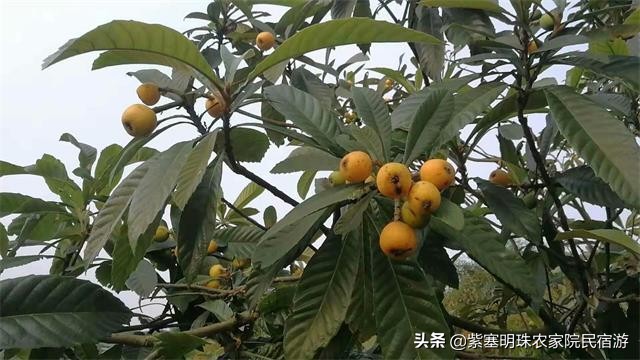 重庆半边桥度假村,璧山半边桥度假村