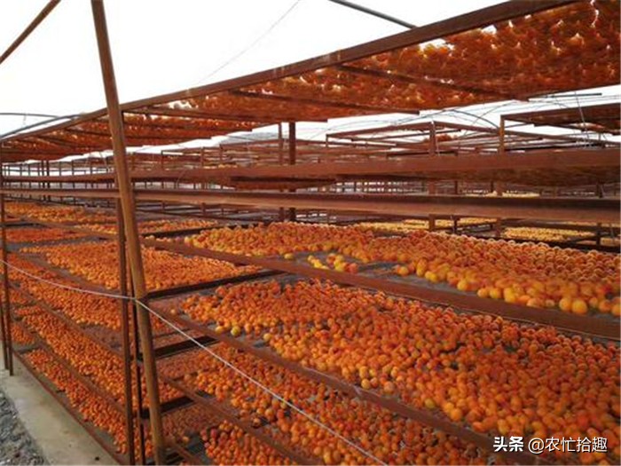 五元一斤大量滞销,年前5元一斤大量滞销