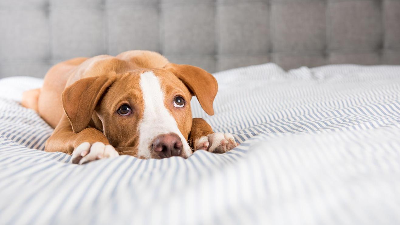 狗狗皮肤病识别图解,狗狗皮肤病一定要知道的