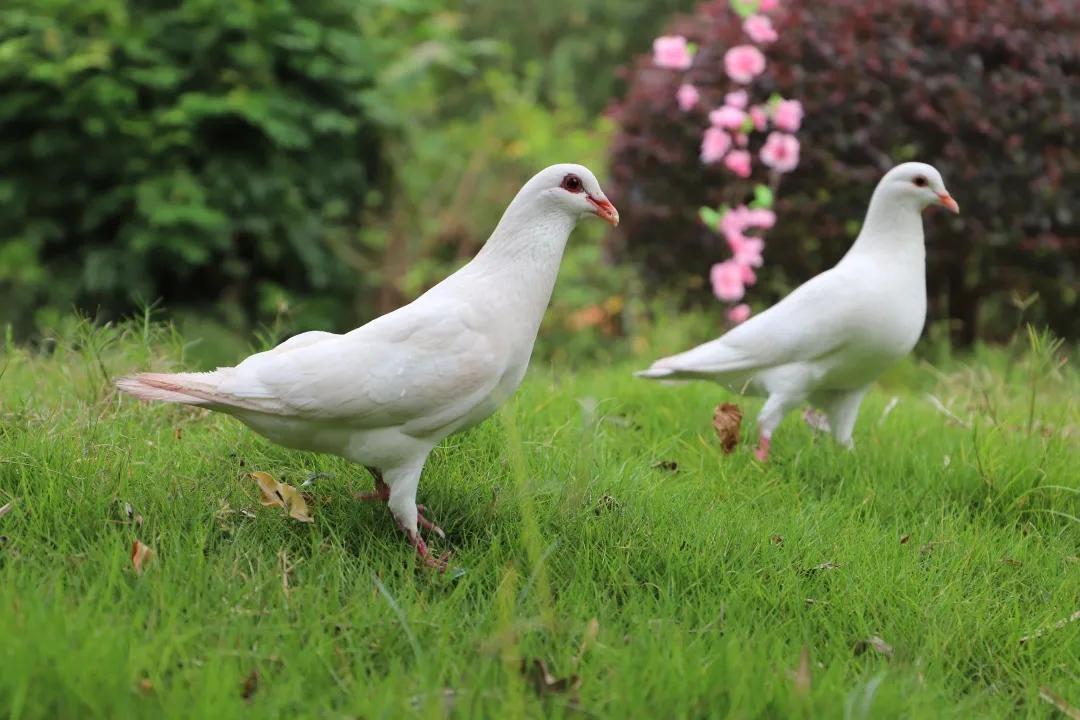 云雾缭绕的观音山人间仙境,云游观音山