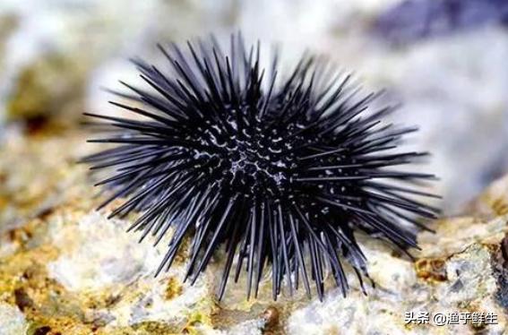 全国十大海鲜排名,中国海鲜十大产地排名最新