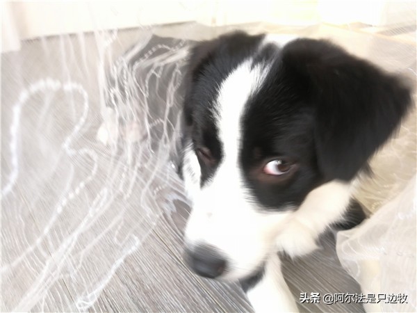 你曾经被狗报复过吗,你曾经被狗追发生过什么