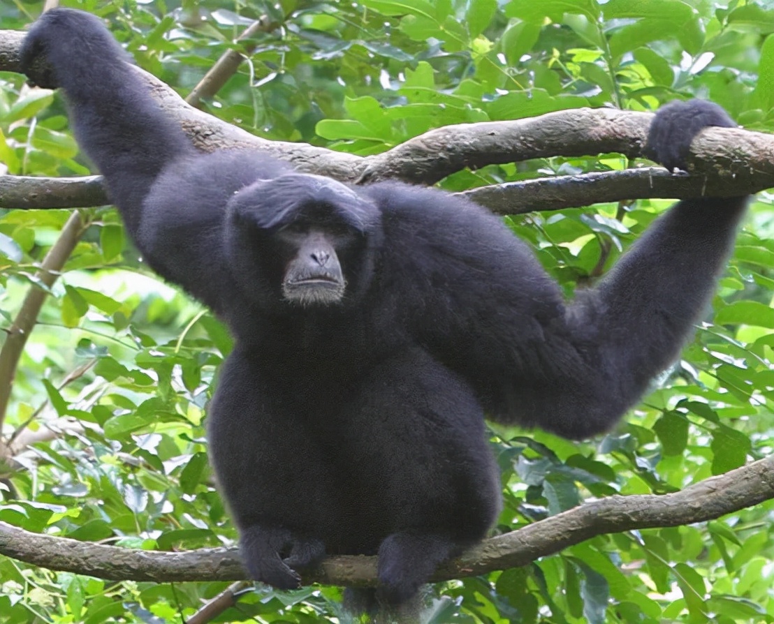 倒脚仙的真实照片,倒脚仙的真实身份