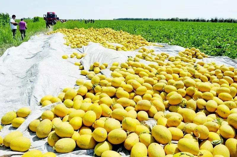 *疆新**瓜果地图?开吃