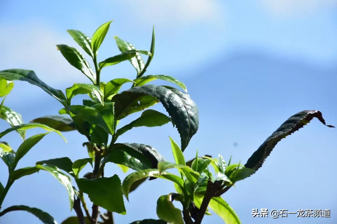 庚子乱弹：普洱茶谎言的局中局