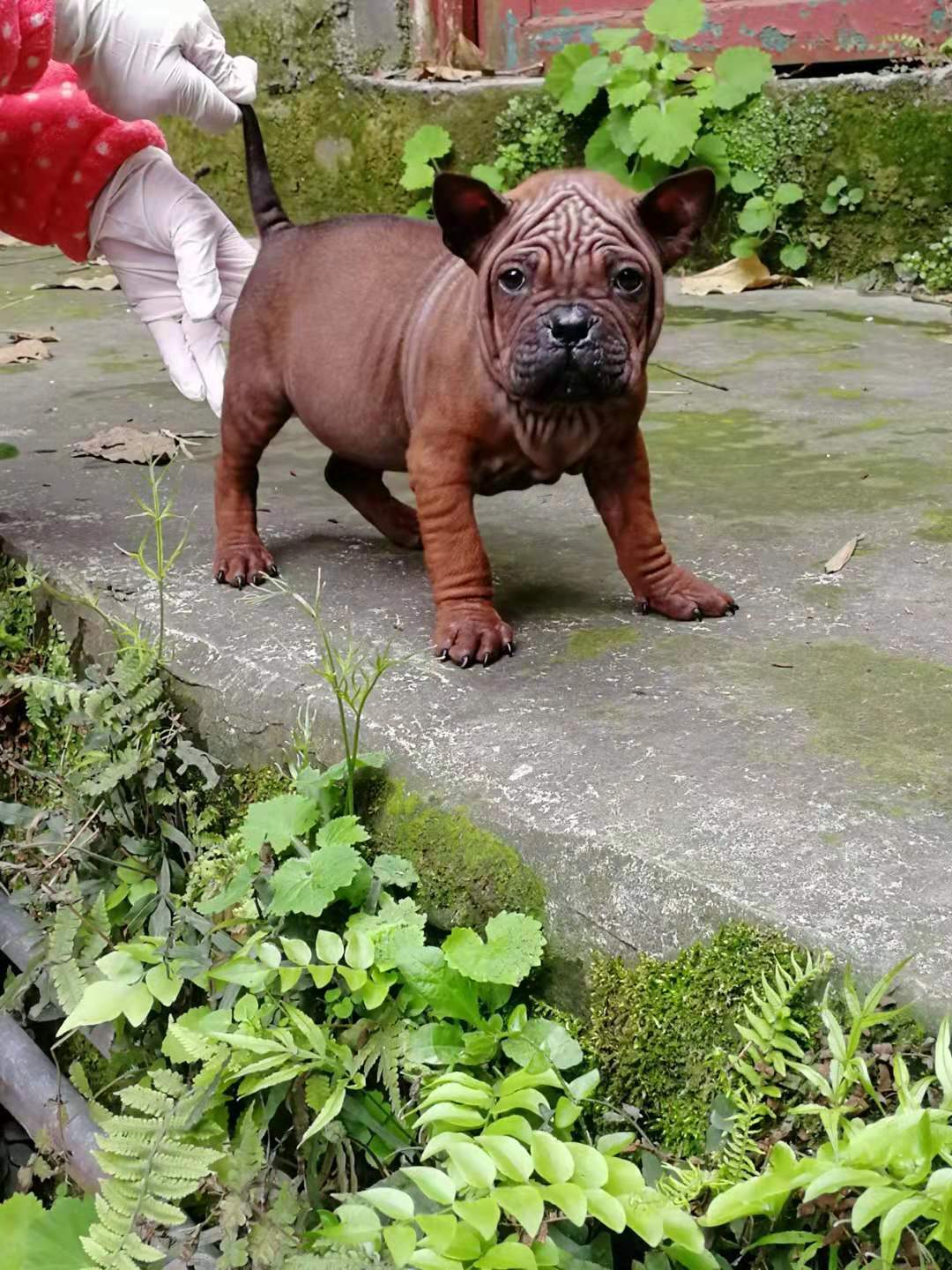 正宗川东猎犬俱乐部,重庆猎犬俱乐部