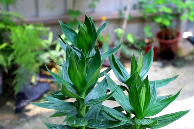 富贵竹杆子萎缩怎么处理,扦插富贵竹杆子萎缩是咋回事