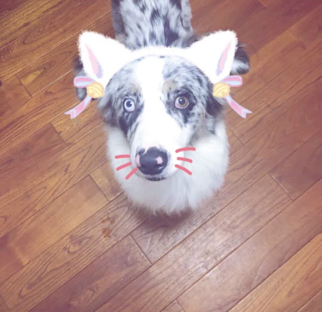 怎样选一款适合自己狗狗的狗粮,怎样选一款适合狗狗的狗粮